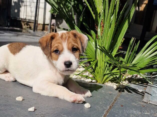 Beautiful Jack Russel Puppies for sale in Andover, Hampshire - Image 3