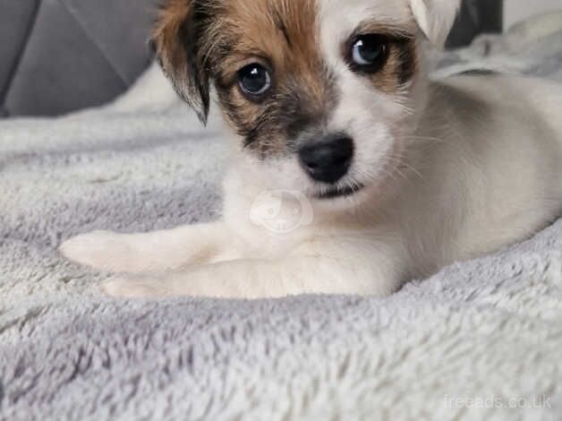 Beautiful Jack Russel Puppies for sale in Andover, Hampshire - Image 5