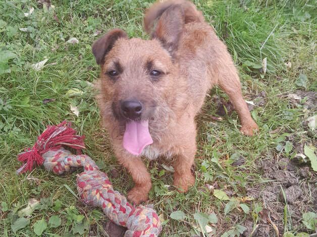 Beautiful Jack russell for sale in Salisbury, Wiltshire - Image 1