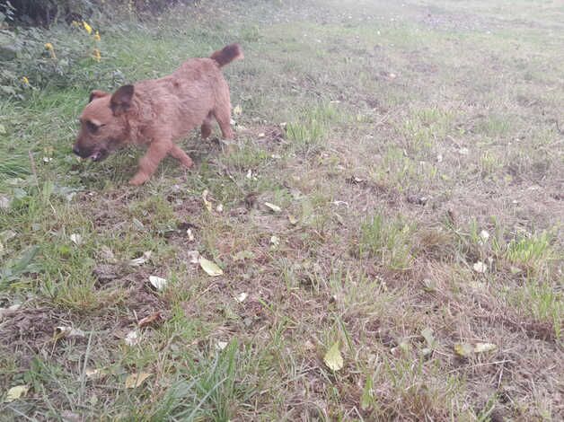 Beautiful Jack russell for sale in Salisbury, Wiltshire - Image 3