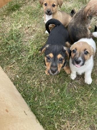 Beautiful Jack Russell puppies for sale in Southend-on-Sea, Essex
