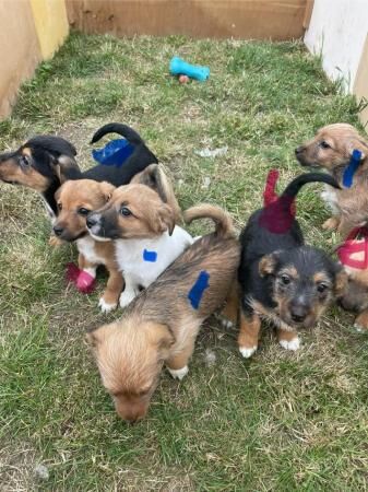Beautiful Jack Russell puppies for sale in Southend-on-Sea, Essex - Image 2