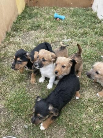 Beautiful Jack Russell puppies for sale in Southend-on-Sea, Essex - Image 3