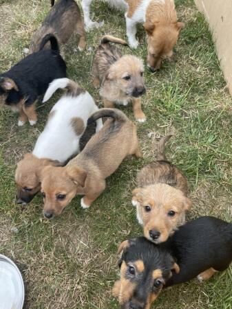 Beautiful Jack Russell puppies for sale in Southend-on-Sea, Essex - Image 4