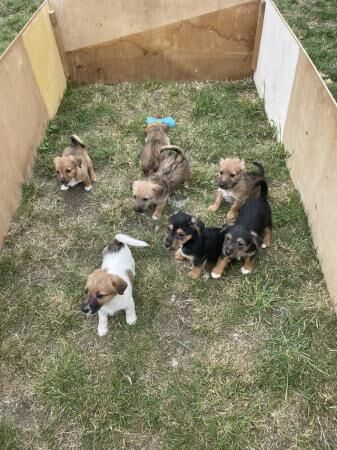 Beautiful Jack Russell puppies for sale in Southend-on-Sea, Essex - Image 5