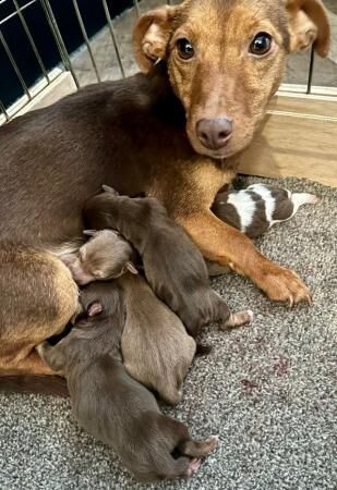 Beautiful Jack Russell Puppies for sale in Lincoln, Lincolnshire - Image 1