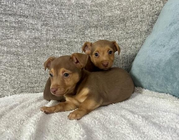 Beautiful Jack Russell Puppies for sale in Lincoln, Lincolnshire - Image 3