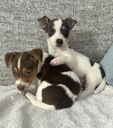 Beautiful Jack Russell Puppies for sale in Lincoln, Lincolnshire - Image 5