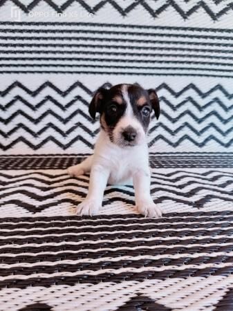 Beautiful Jack Russell puppies for sale in Dereham, Norfolk