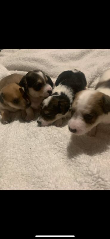 Beautiful jack Russell puppies for sale in Alloa, Clackmannanshire