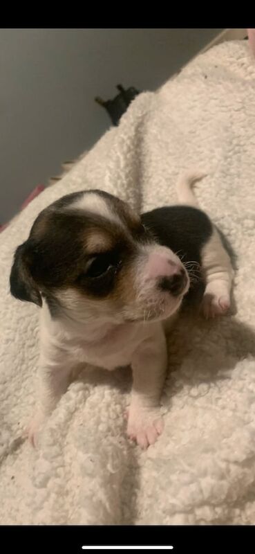 Beautiful jack Russell puppies for sale in Alloa, Clackmannanshire - Image 2