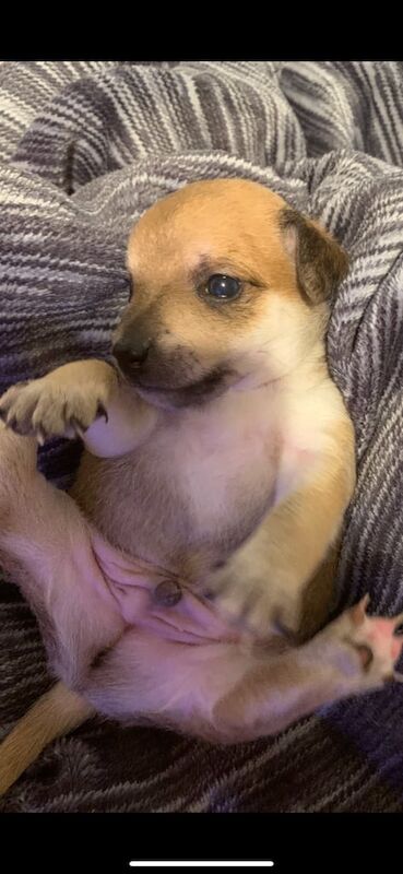 Beautiful jack Russell puppies for sale in Alloa, Clackmannanshire - Image 3