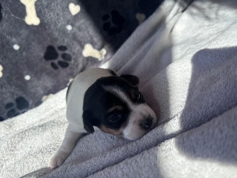 Beautiful Jack Russell puppies for sale in Boston Lincolnshire 