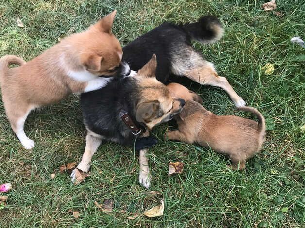 Beautiful Jack Russell puppies for sale! 3 Left! for sale in Bermondsey, Southwark, Greater London