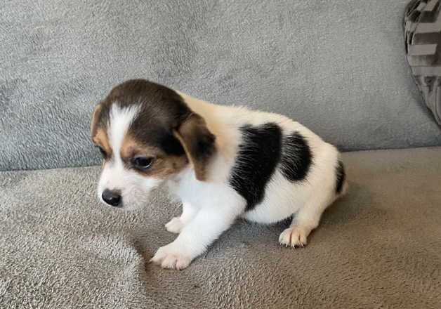 Beautiful Jack Russell Puppies for sale in Leicester, Leicestershire - Image 2