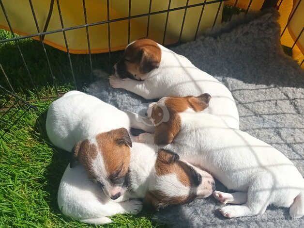 BEAUTIFUL JACK RUSSELL PUPPIES FOR SALE in Tiverton, Cheshire