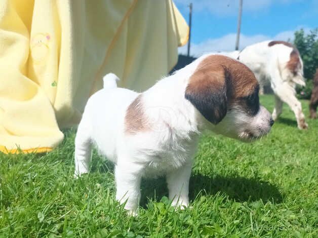 BEAUTIFUL JACK RUSSELL PUPPIES FOR SALE in Tiverton, Cheshire - Image 2