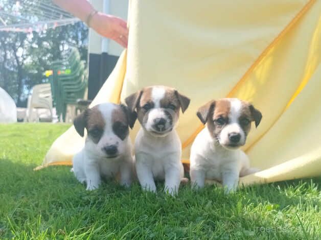 BEAUTIFUL JACK RUSSELL PUPPIES FOR SALE in Tiverton, Cheshire - Image 3