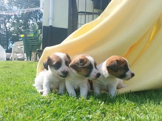 BEAUTIFUL JACK RUSSELL PUPPIES FOR SALE in Tiverton, Cheshire - Image 4