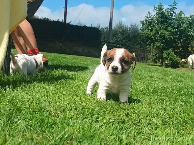 BEAUTIFUL JACK RUSSELL PUPPIES FOR SALE in Tiverton, Cheshire - Image 5