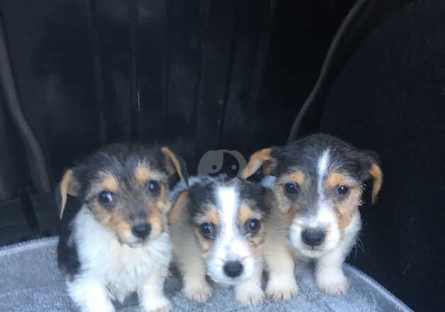 Beautiful Jack Russell puppies for sale in Basildon, Essex