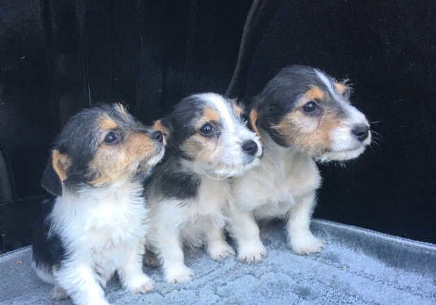 Jack Russells for sale in Basildon, Essex