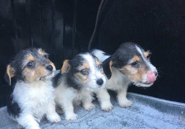 Jack Russell Puppies for sale in Essex