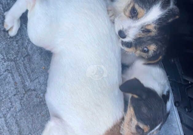 Jack Russell Puppies for sale