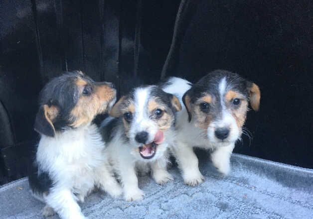 Beautiful Jack Russell puppies for sale in Basildon, Essex - Image 5