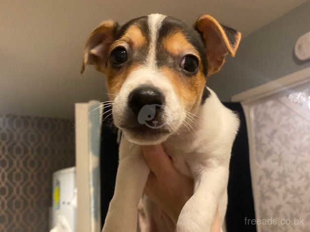 Beautiful jack Russell puppies for sale in Bristol, Bristol - Image 1