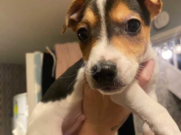 Beautiful jack Russell puppies for sale in Bristol, Bristol - Image 2