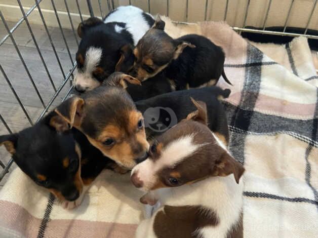 Beautiful jack russell puppies for sale in Warwick, Warwickshire