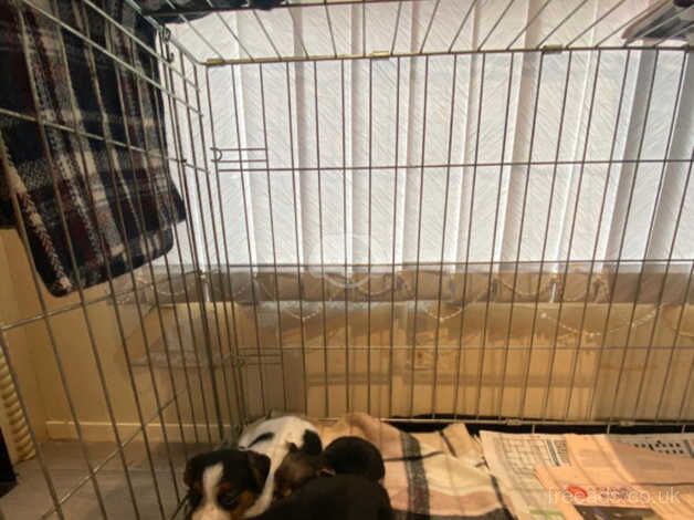 Beautiful jack russell puppies for sale in Warwick, Warwickshire - Image 2