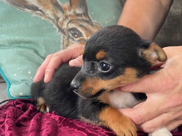 Beautiful jack russell puppies for sale in Warwick, Warwickshire - Image 3