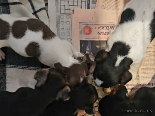 Beautiful jack russell puppies for sale in Warwick, Warwickshire - Image 4