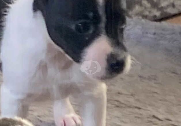 Beautiful Jack russell puppies for sale in Tredegar, Blaenau Gwent - Image 2