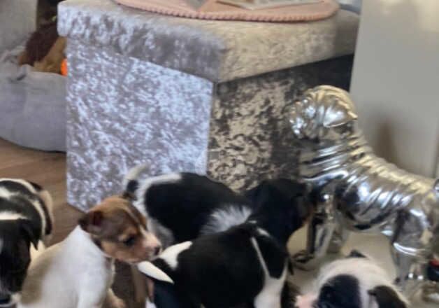 Jack Russell Puppies for sale in Blaenau Gwent