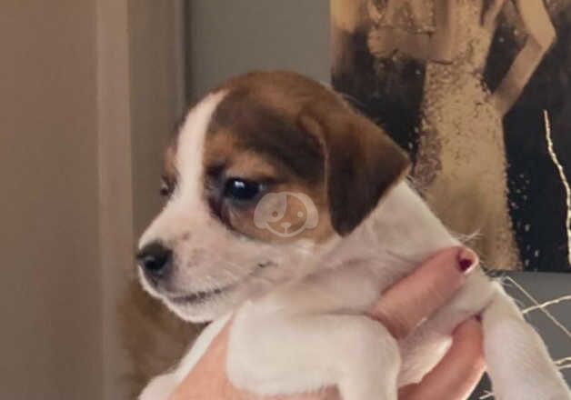 Jack Russell Puppies for sale