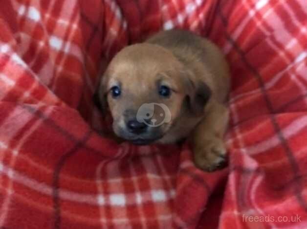 Beautiful Jack Russell puppy boy for sale in Basildon, Essex