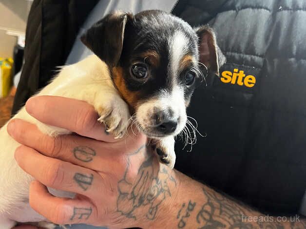 Beautiful Jack Russell puppy for sale in Salisbury, Wiltshire - Image 1