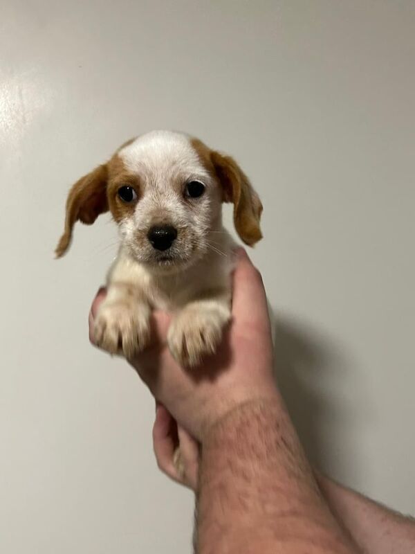 Beautiful jack russell puppys for sale in Gravesend, Kent