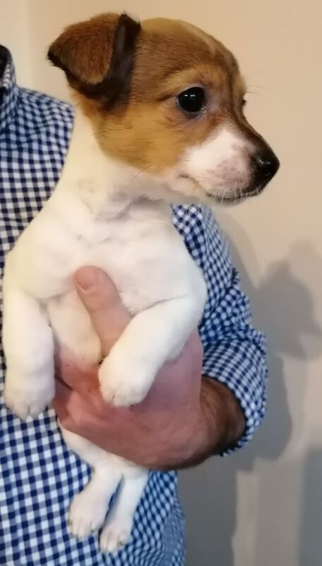 Beautiful Jack Russell Pups for sale in Aberdeen, City of Aberdeen