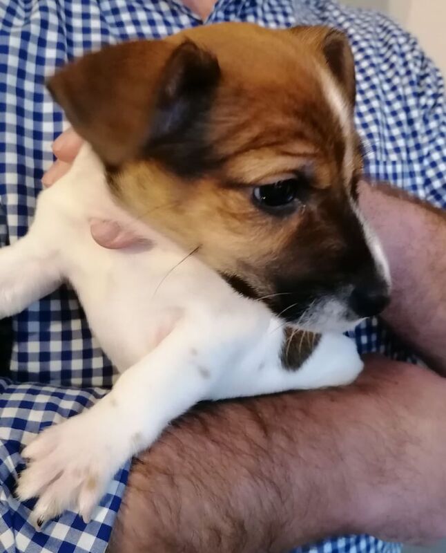 Beautiful Jack Russell Pups for sale in Aberdeen, City of Aberdeen - Image 2