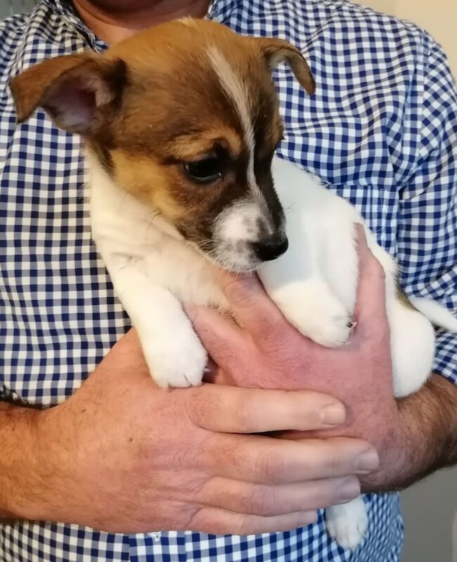 Beautiful Jack Russell Pups for sale in Aberdeen, City of Aberdeen - Image 3