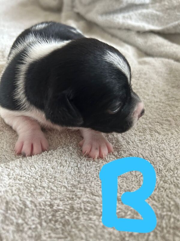 Jack Russell Puppies for sale