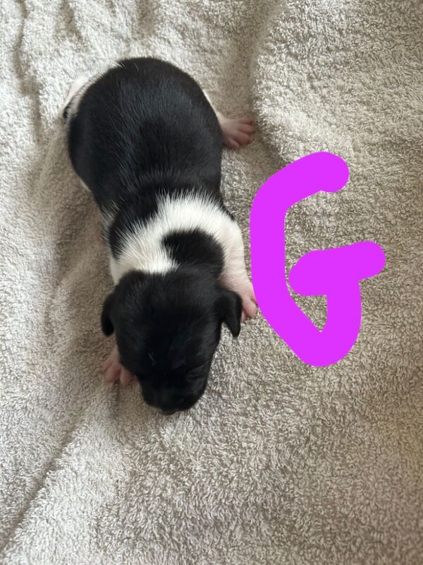 Beautiful Jack Russell pups for sale in Oldbury, West Midlands - Image 6