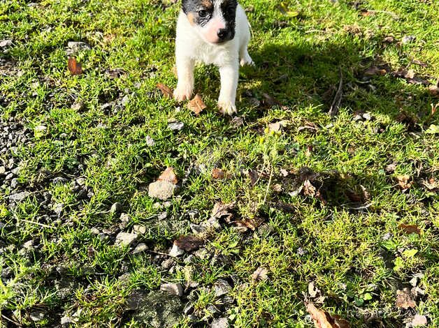 Beautiful jack Russell pups for sale in Ferndale, Rhondda Cynon Taf