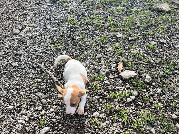 Beautiful jack Russell pups for sale in Ferndale, Rhondda Cynon Taf - Image 2