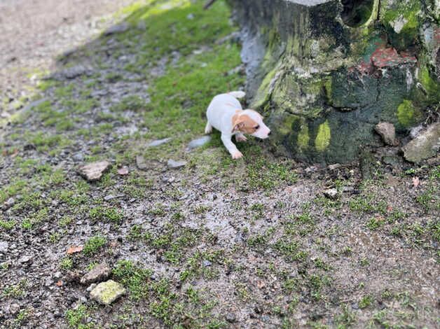 Beautiful jack Russell pups for sale in Ferndale, Rhondda Cynon Taf - Image 3