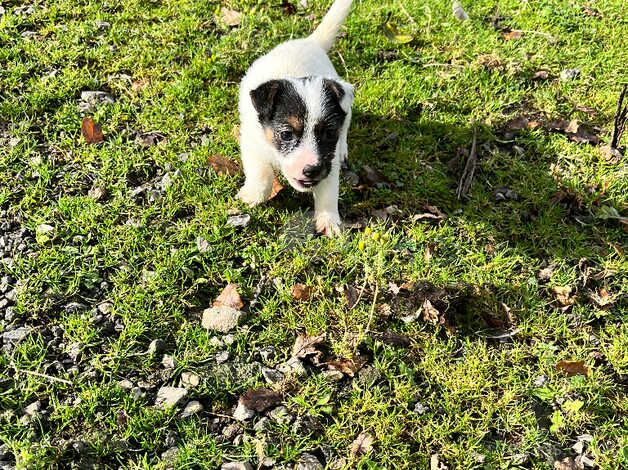 Beautiful jack Russell pups for sale in Ferndale, Rhondda Cynon Taf - Image 4